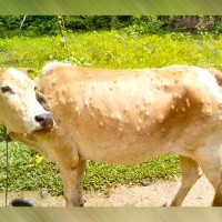 मधेस प्रदेशको पशुचौपायामा देखियो लम्पीस्किनको सङ्क्रमण,